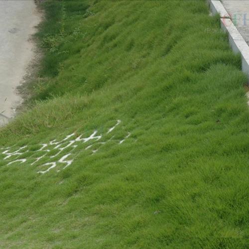 成都混播草批发价格