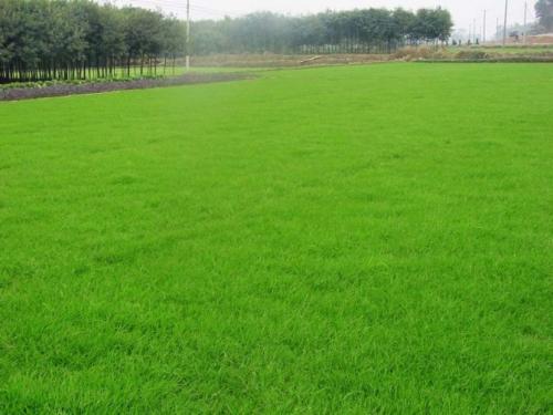 混播草坪的建植与养护管理