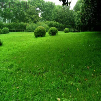 黑麦草混播草坪的***害