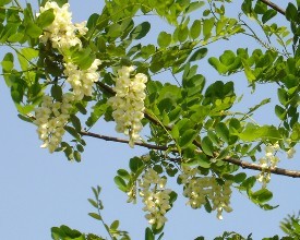 洋槐花草籽供应商
