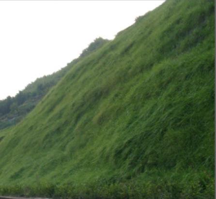 河南高速公路护坡草籽什么时间播种比较好