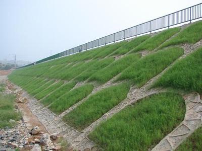 护坡狗牙根