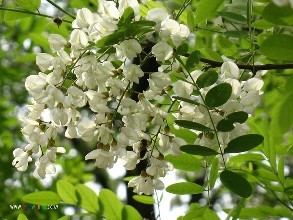 槐花种子去哪里买好