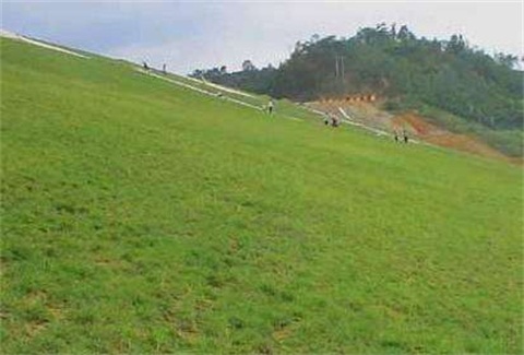 河北混播草籽价格