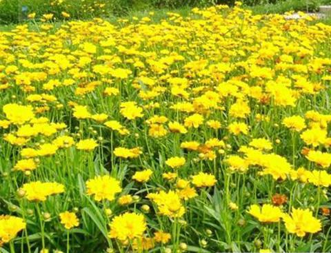 混播草花常见品种有哪些