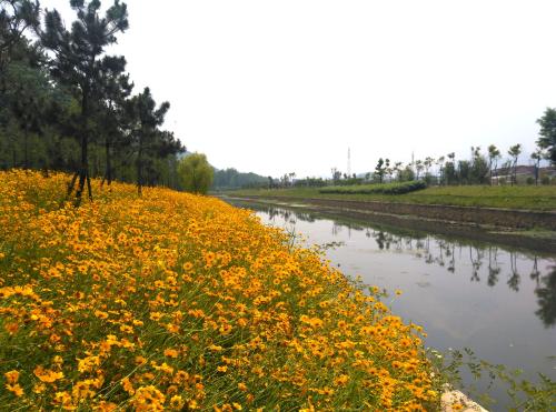 混播草花常见品种有哪些
