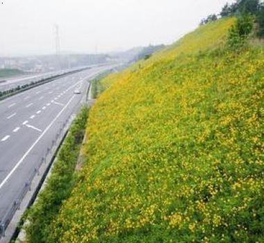 济宁护坡草种找哪家