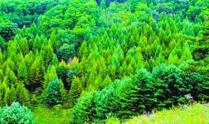 矿山复绿用的草种去哪里买？