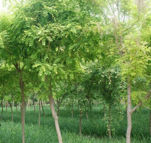 刺槐种子好种吗价格多少钱