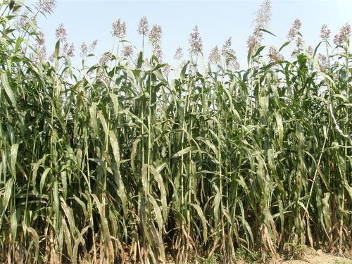 栽培技术　　 　　甜高粱播种前，先用农家肥和氮磷钾化肥为底肥，把土地耕作平整，然后，采取点播的方法播种。具体要求是：行距50厘米，株距25厘米~30厘米。坑的深度与种普通高粱的深度相同。每个坑里放 5粒～6粒种子。然后用土把坑埋平。等苗长到30厘米时，定苗一株，拔去多余的苗。苗长到中期时，再施一次肥，不施或少施氮肥，以免影响茎秆的含糖量，以施磷肥和钾肥为主(多施钾肥)。要保持土壤的养分和湿度，适时锄草。收获的方法是：先把叶子劈掉，再用镰刀在距地面30厘米处把茎秆砍断、放倒，把高粱穗砍下来就可以了。甘蔗在凉处存放3天～5天，茎秆的含糖量达到***。 　　甜高粱生长在干旱地区，具有抗旱、耐涝、耐盐碱等特性，在全球大多数贫民居住的半干旱地区都可以生长。  