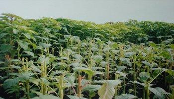 兔子喜欢吃的牧草有哪些品种