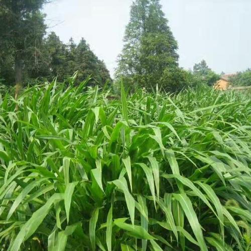 菊苣牧草种子墨西哥玉米草种去哪里买