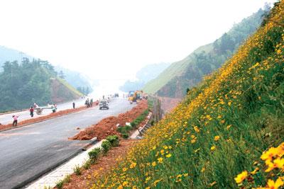 高速公路护坡草种供应厂家