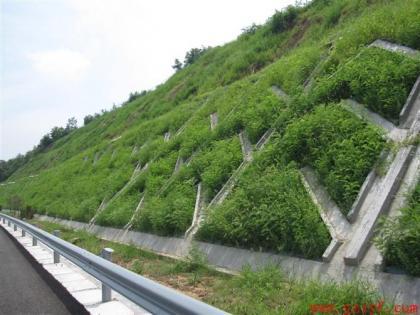 高速公路护坡草种供应厂家