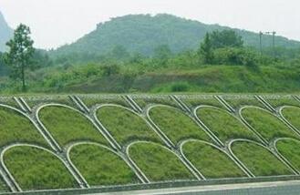栾城混播草坪草种供应商