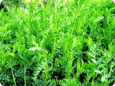 沙打旺草种哪里有卖的多少钱一斤保水剂粘合剂多少钱一斤