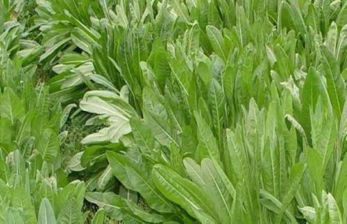 牧草种植