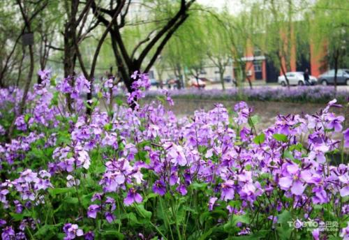 护坡种什么花