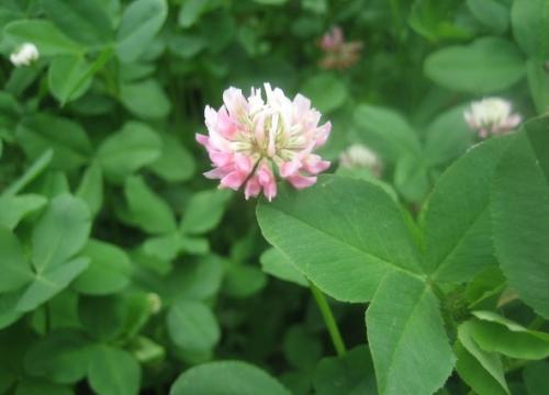 济宁护坡种什么草花好呢