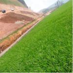 济宁河堤护坡用什么草种