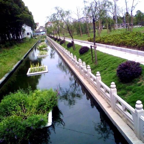 济宁河堤护坡用什么草种