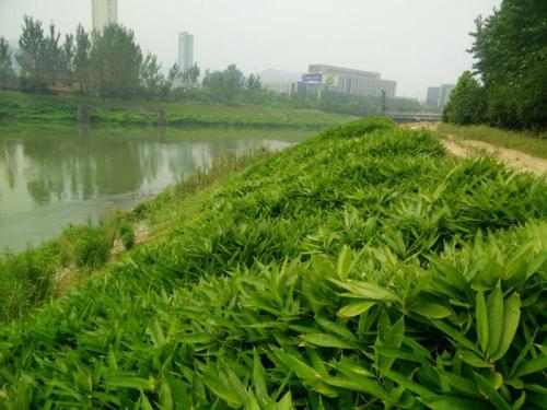 济宁公路护坡种什么护坡草种好