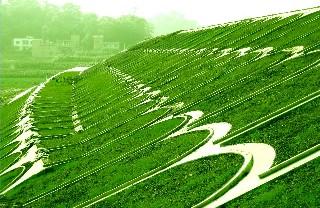 济宁公路护坡种什么护坡草种好