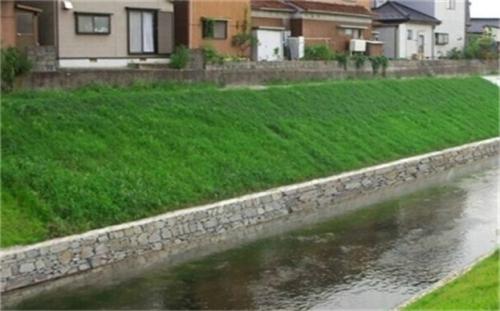 济宁公路护坡种什么护坡草种好