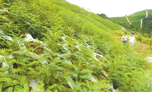 山体边坡绿化