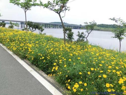边坡绿化种子多少钱一平方