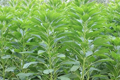 四季养鹅牧草种子