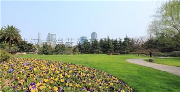 高速公路护坡绿化草籽