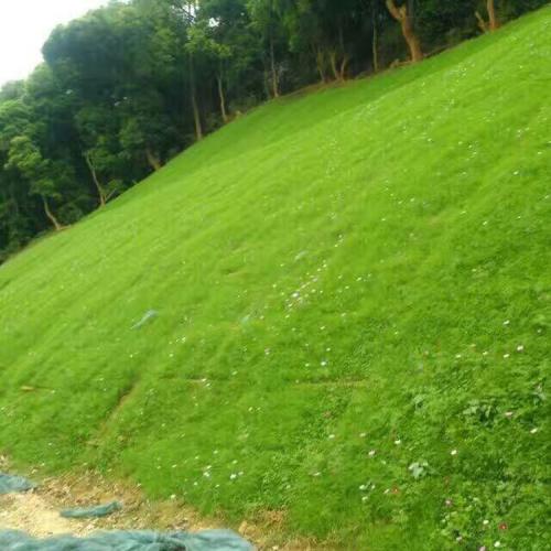 菏泽道路护坡草种子
