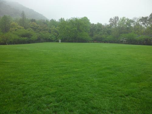 广州堤坝护坡草种