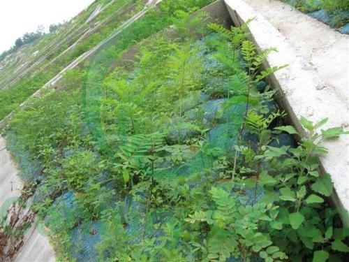 济宁高速公路边坡绿化