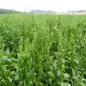 养殖黑山羊种什么牧草