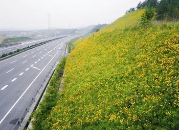 菏泽护坡草种子批发