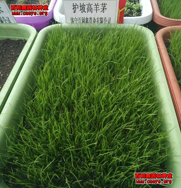 剪股颍种子哪里有卖的