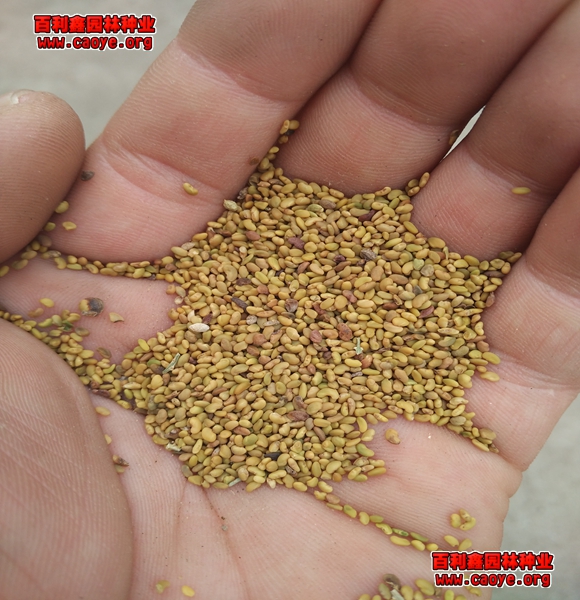 高羊茅草种多少钱一斤
