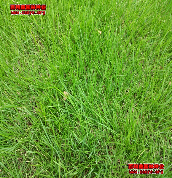 百喜草种子哪有卖的