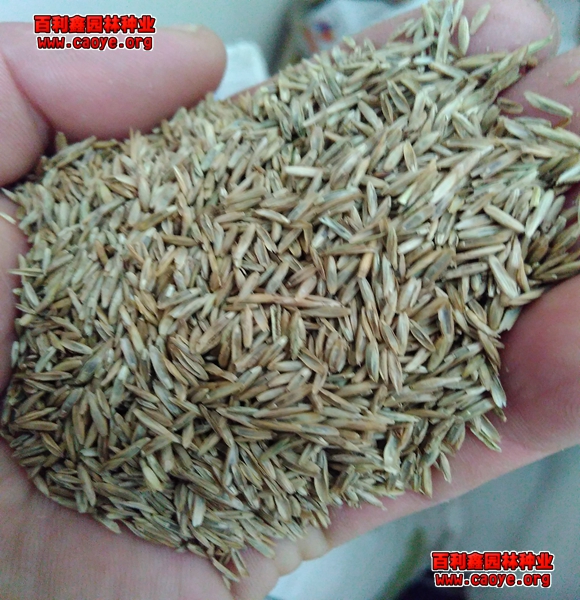 百喜草种子多少钱一斤