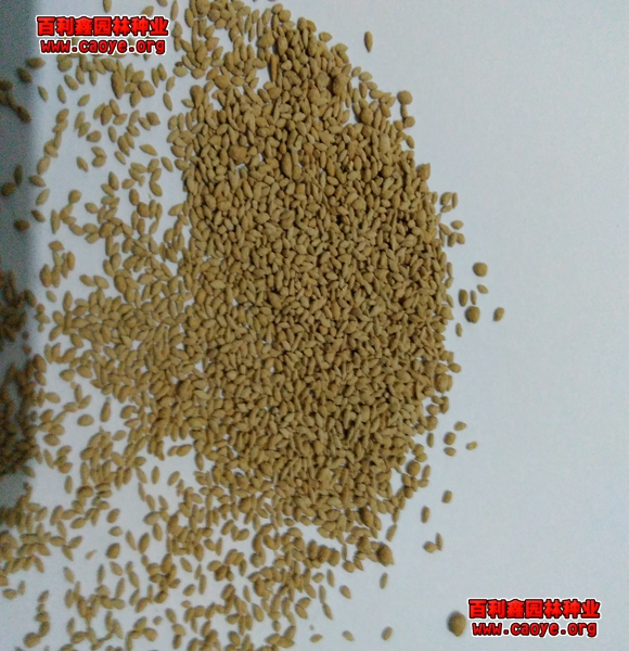 墨西哥玉米草种子