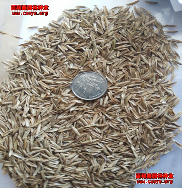 高羊茅