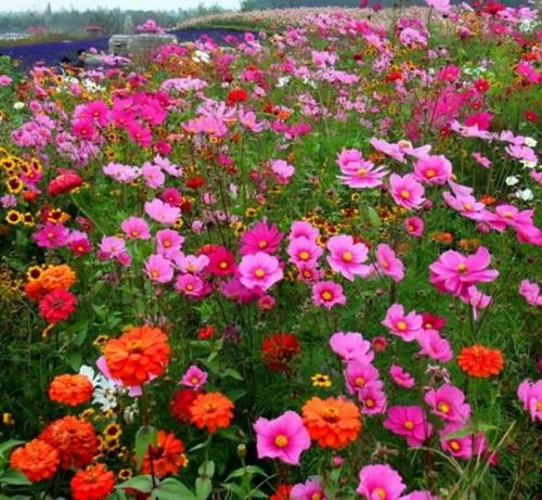 多年生野花组合种子批发