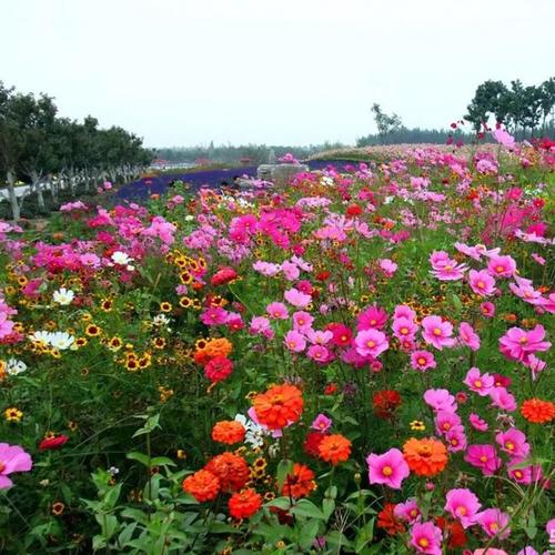 矮生野花组合种子花种