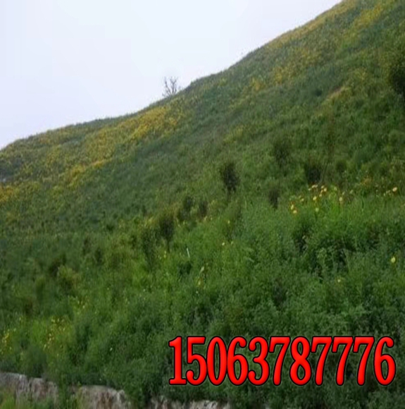 绿化草种子怎么种植
