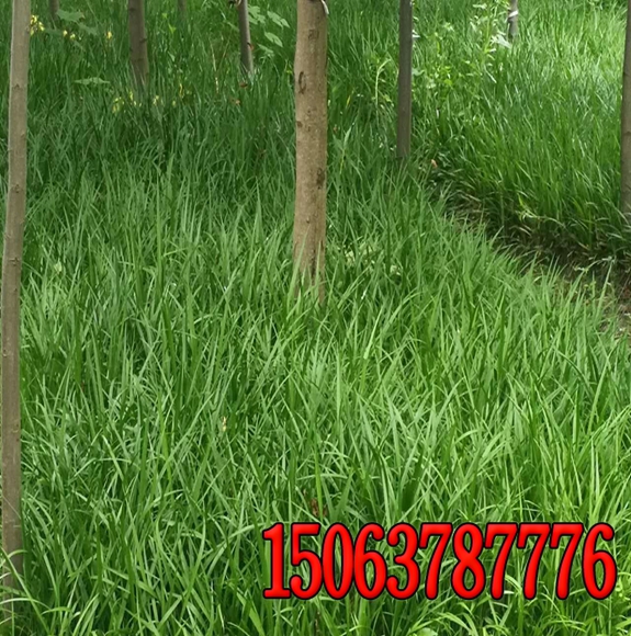 植生袋边坡绿化