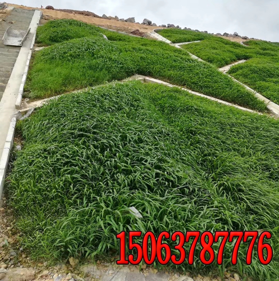 边坡绿化植物种类