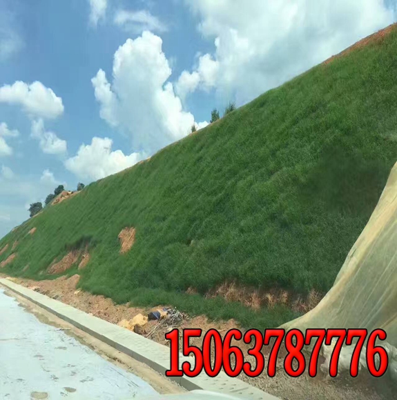 高速公路边坡绿化植物