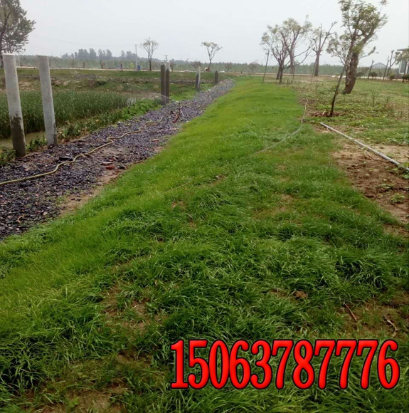 江西高速公路边坡绿化工程        